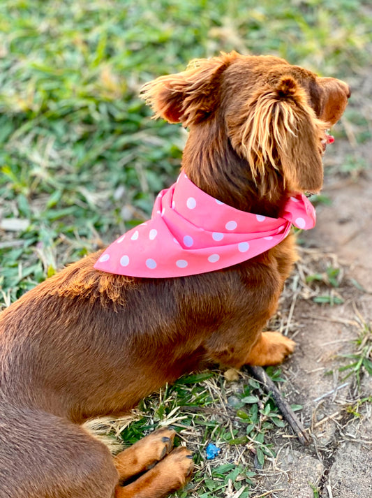 Tiny Pooch Bandana