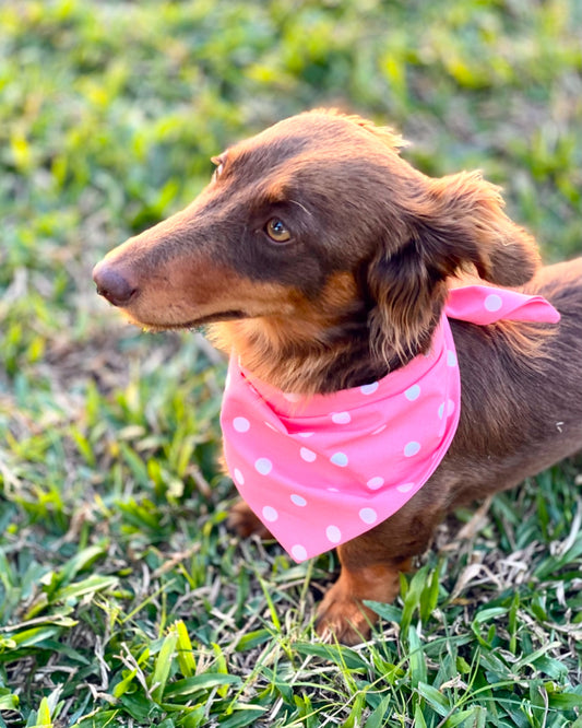 Tiny Pooch Bandana